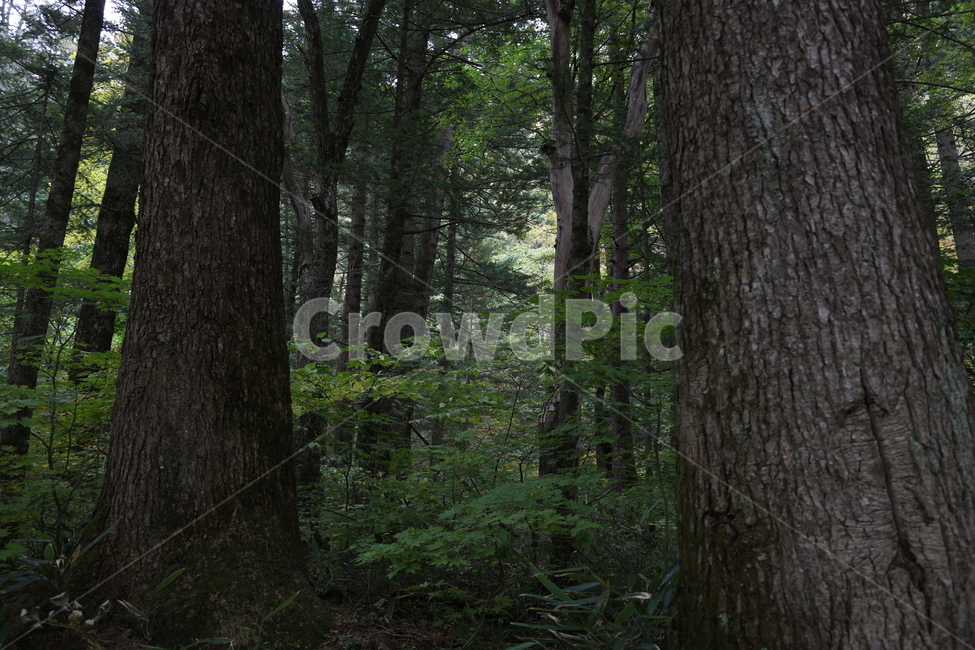 tree,나무,treetrunk,plant,식물,숲,우거짐,자연,풍경,nature,landscape