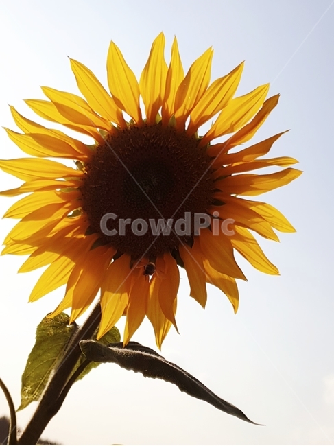 flower,식물,꽃,blossom,가을,해바라기,식물,자연,plants,nature,꽃,flower