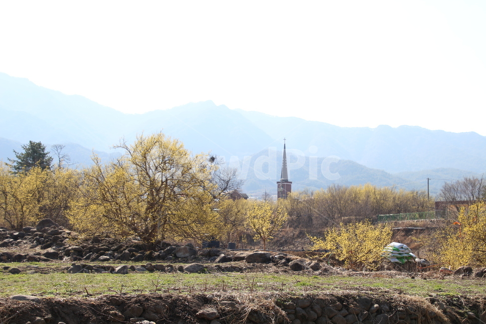 산수유,꽃,식물,층층나무,구례산수유,축제,노랑색,봄,계절,spring,season,자연,풍경,nature,landscape,한국자연풍경,한국자연경관,korea nature landscape,architecture,건축물,tower,탑,building,건물,spire,첨탑,steeple,뾰족한 탑,ground,바닥