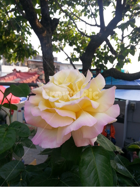 blossom,plant,식물,꽃,flower,rose,장미,두가지색장미,식물,자연,plants,nature,꽃,flower