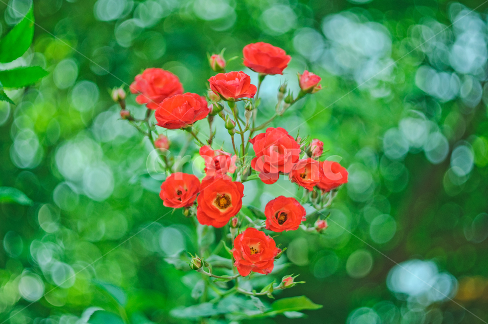 love,green,beauty,nature,Rose,out of focus,summer,flower,red,Red,plant,bokeh,rose,passion,bokeh of light