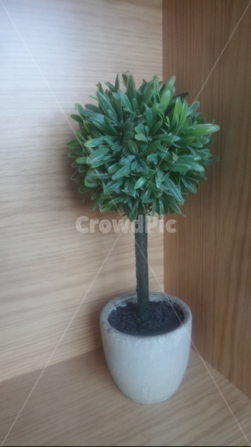 소품,장식용,화분,인테리어,props,小品,실내용화초,화분,화초,house plant