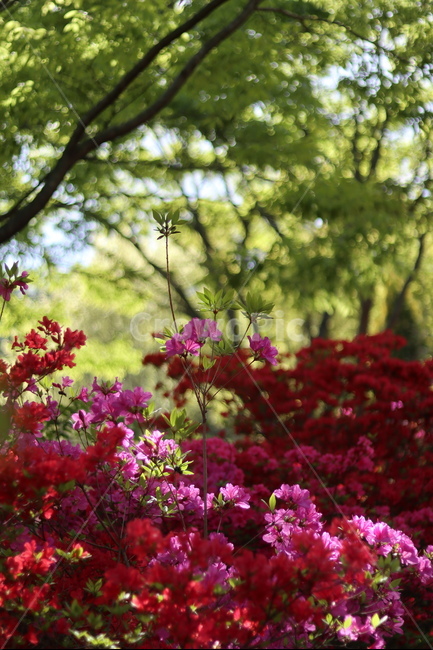 영산홍,길가,붉음,봄,빛,나무,봄,계절,spring,season,식물,자연,plants,nature,꽃,flower,plant