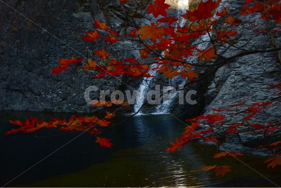 주황산,경북청송,주황산단풍,국립공원,청송,단풍,가을단풍,가을,계절,fall,autumn,season,plant,식물,leaf,잎,tree,나무,maple