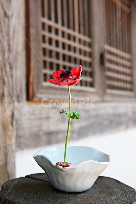 도자기,꽃,식물,배경,자연