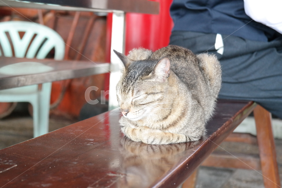 고양이,춘곤증,동물,foodcoma,springfever,평화로운,동물,animal,포유류,mammal,고양이,cat,kitten,kitty