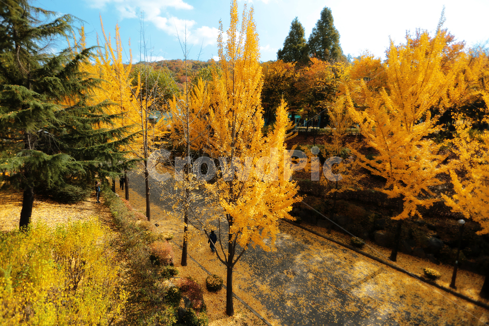 은행나무,은행잎,낙옆,가을,나무,가을,계절,fall,autumn,season