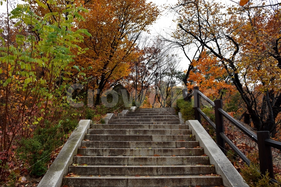 남산,가을,단풍,풍경,고궁,서울,낙엽,도심지,명소,자연,비경,단풍나무,가을색,가을색채,오색,자연,풍경,nature,landscape,가을,계절,fall,autumn,season,handrail,난간,banister,railing