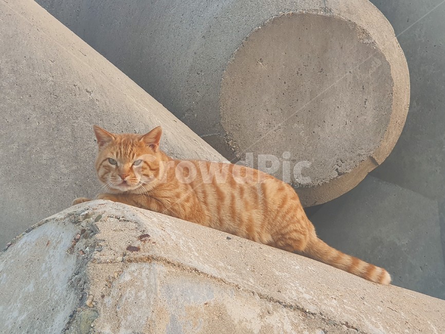 cat,고양이,animal,동물,pet,방파제,줄무늬,꼬리,tail,응시,동물,animal,포유류,mammal,고양이,cat,kitten,kitty