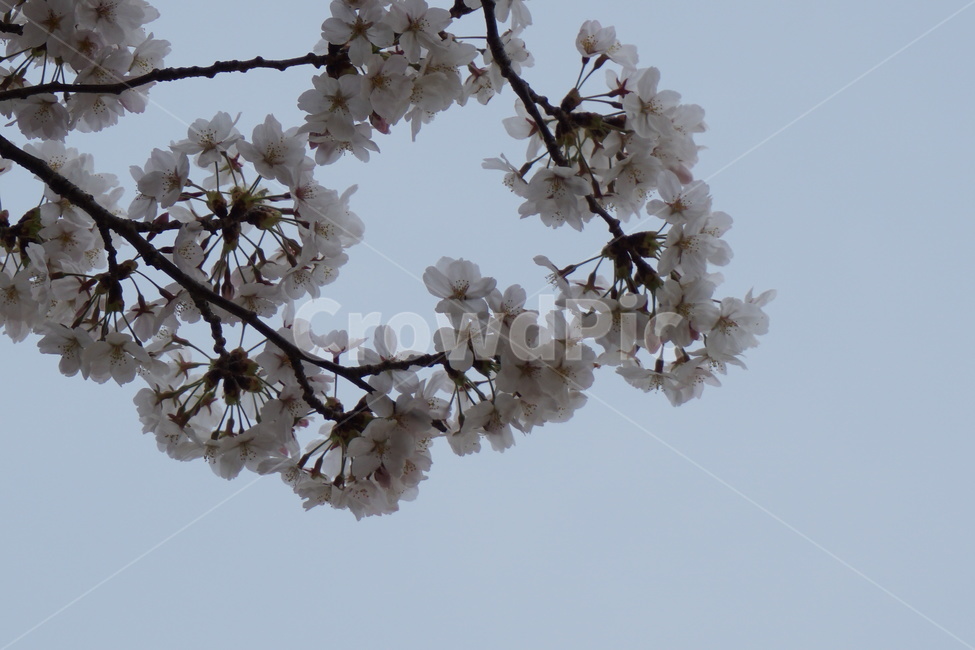봄,하늘,꽃잎,벚꽃,순수,환희,봄,계절,spring,season,식물,자연,plants,nature,꽃,flower,plant,blossom,cherry blossom
