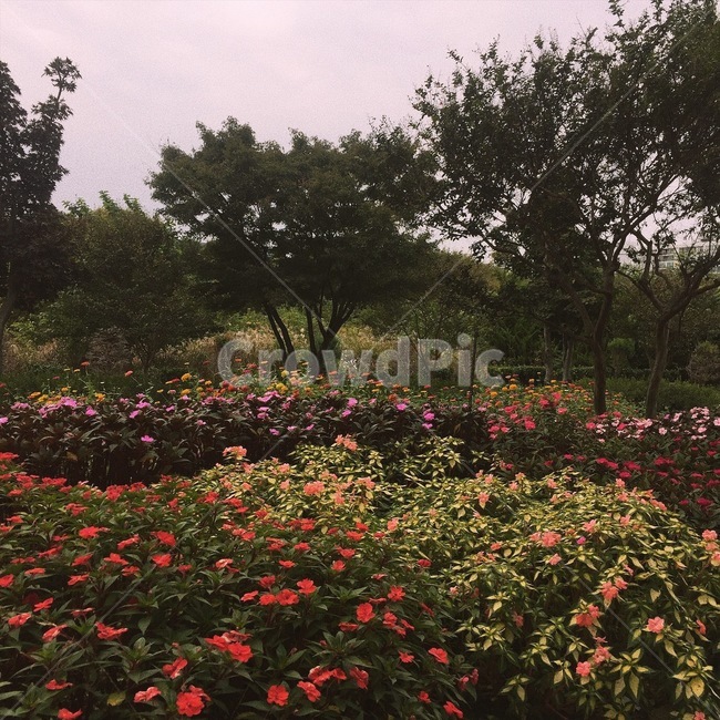 만발한,꽃,공원,봄,꽃밭,향기,향기원,꽃들,나무,자연,풍경,nature,landscape,plant,식물,outdoors,옥외