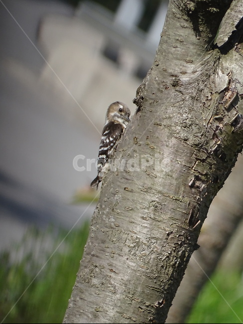 딱다구리,쇠딱다구리,새,우리나라새,woodpecker,나무,자연,야생동물,야생,우리나라,변산반도,부안,숲,korea,bird,animal,산새,동물,koreabird,조류,풀,초록,갈색,동물,animal,조류,새,birds
