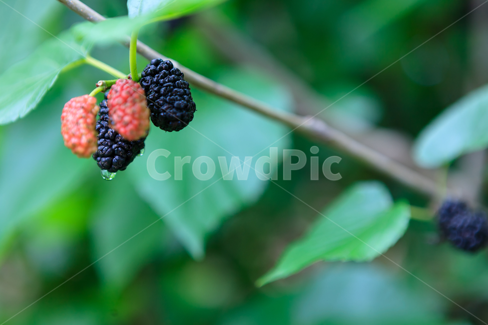 오디,여름,뽕나무,열매,신선한,식물,식물,자연,plants,nature,과일,열매,fruit