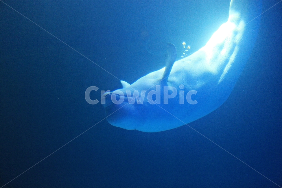 돌고래,고래,아쿠아리움,수족관,포유류,물,동물,animal,포유류,mammal
