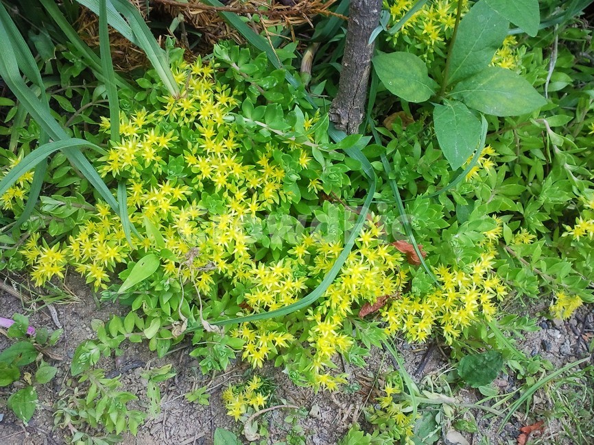 노랑색꽃,들꽃,꽃,식물,노랑색,정원,flower,자연,nature,yellow