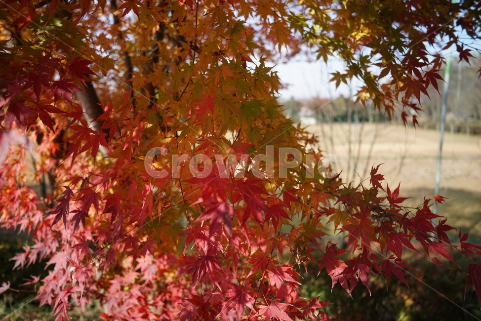 단풍나무,단풍잎,가을단풍,leaf,잎,plant,식물,tree,나무,단풍,가을,계절,fall,autumn,season,식물,자연,plants,nature,나무,trees,wood
