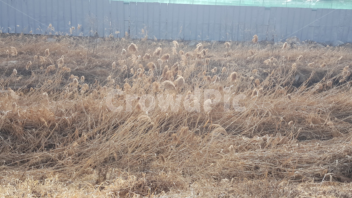 풀,자연,식물,갈대,억새,풍경,강가,가을,계절,fall,autumn,season,겨울,winter,식물,자연,plants,nature,grass,잔디,plant,lawn