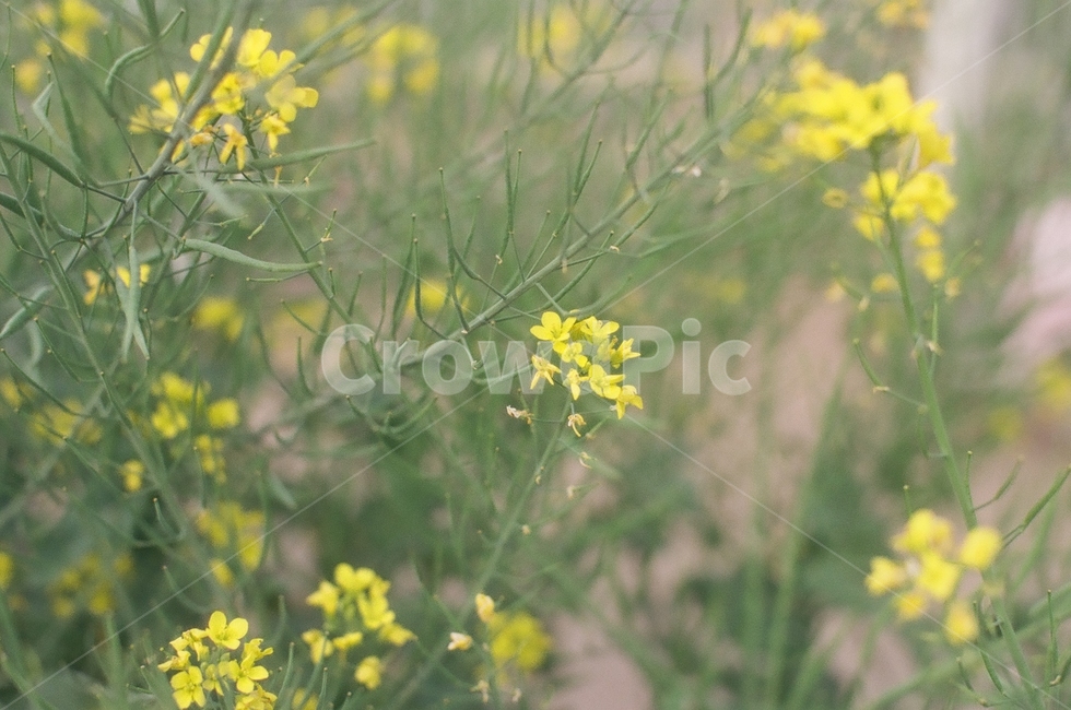 유채꽃,봄,자연,초록,노랑,꽃,봄꽃,필름사진,rapeflower,flower,spring,filmphoto,vert,jaune,green,yellow,printemps