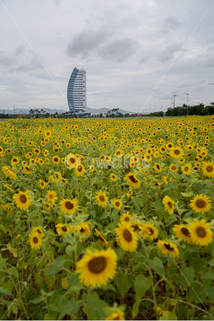 해바라기,흐린날,여름꽃,sunflower,flower,구름,자연,풍경,nature,landscape