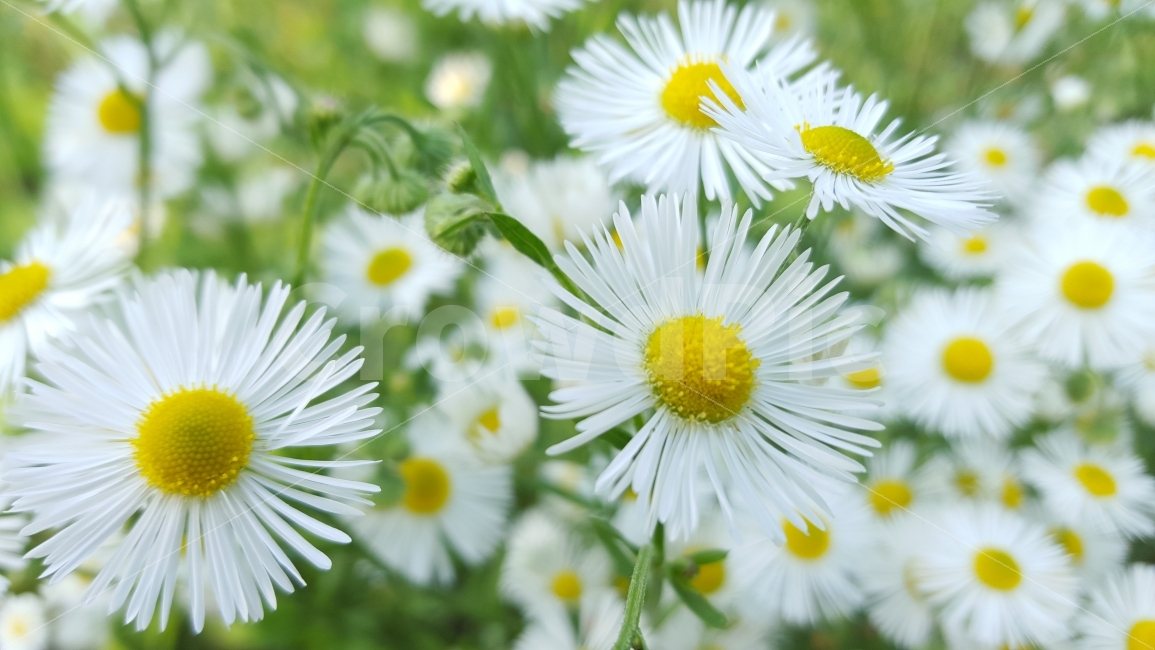 꽃,들국화,야생화,가을꽃,들꽃,식물,자연,plants,nature,꽃,flower
