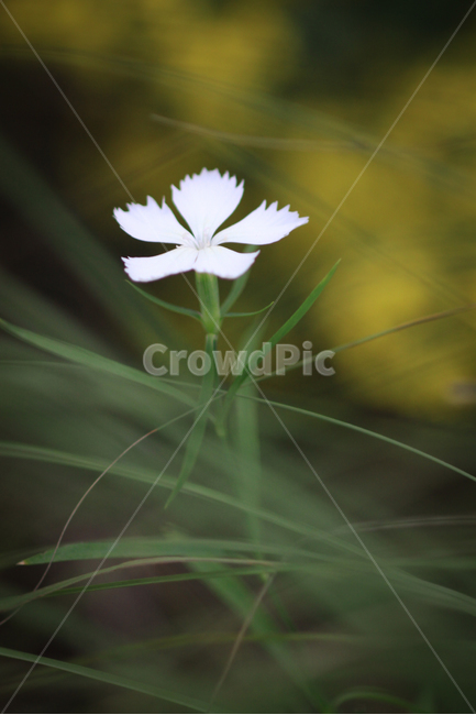꽃,식물,패랭이,자연,접사,flower,식물,자연,plants,nature,꽃,flower