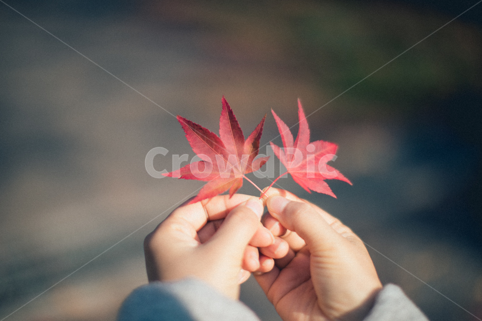 가을,납엽,leaf,잎,tree,나무,단풍,maple,손,hands,식물,plant,가을,계절,fall,autumn,season