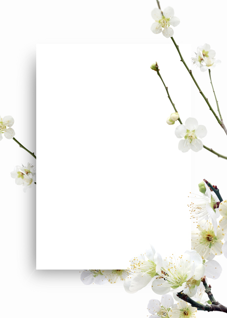 식물,백그라운드,배경이미지,봄,여름,꽃,잎,잎사귀,꽃잎,배경,자연,내추럴,프레임,꽃배경,background,frame,흰색,flower,flora,nature,매화,그래픽,일러스트레이션,graphic,illustration