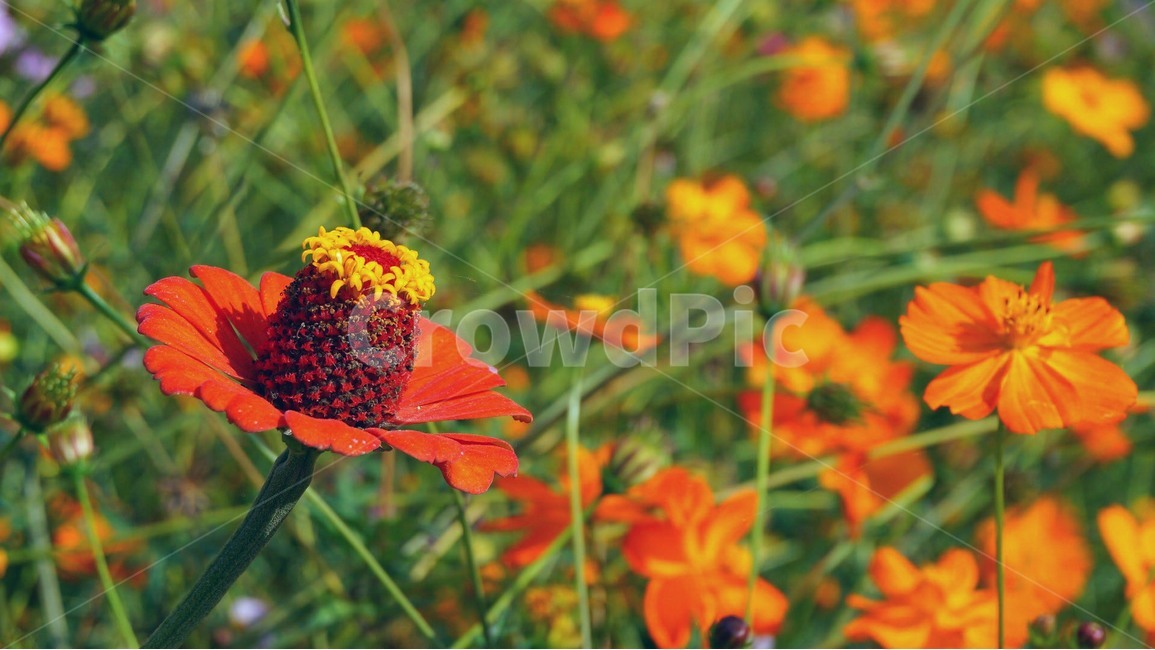 flower,spring,꽃,봄,코스모스,cosmos,식물,자연,plants,nature,꽃,flower