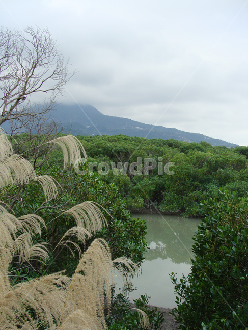 맹그로브,갈대,억새,맹드로브숲,가을,나무,outdoors,nature,자연,land,땅,beautiful,sky,landscape,scenery,옥외,background,reed,mangrove,forest,swamp,풍경,배경,숲,늪,자연,풍경,nature,landscape
