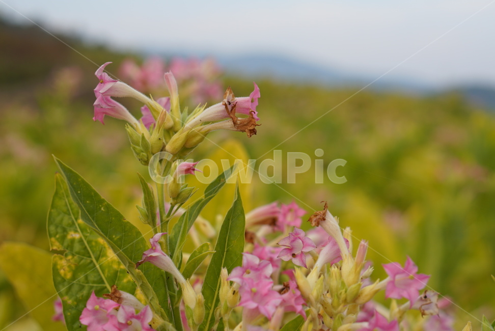 가을,담배,담배밭,노랑,초록,식물,자연,plants,nature,꽃,flower