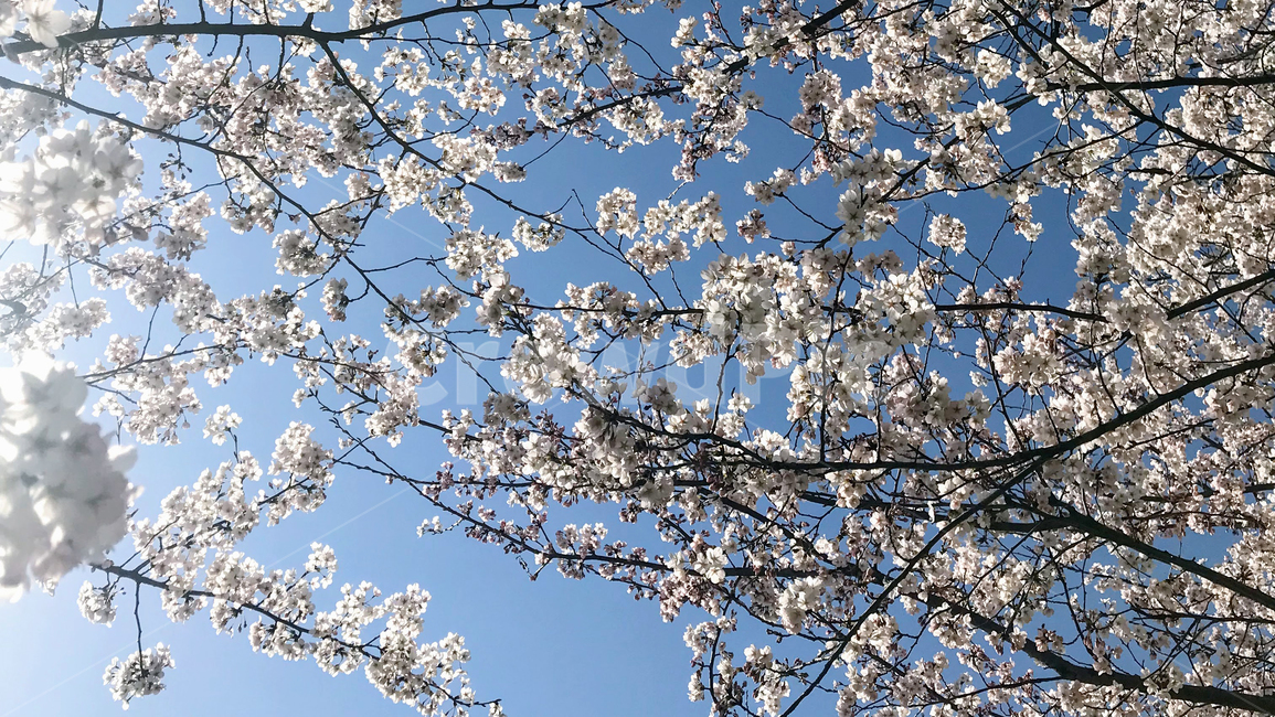벚꽃,봄,꽃,flower,맑음,하늘,미세먼지좋음,미세먼지,cheryyblossom,blossom,식물,꽃나무,개화기,봄나들이,봄소풍