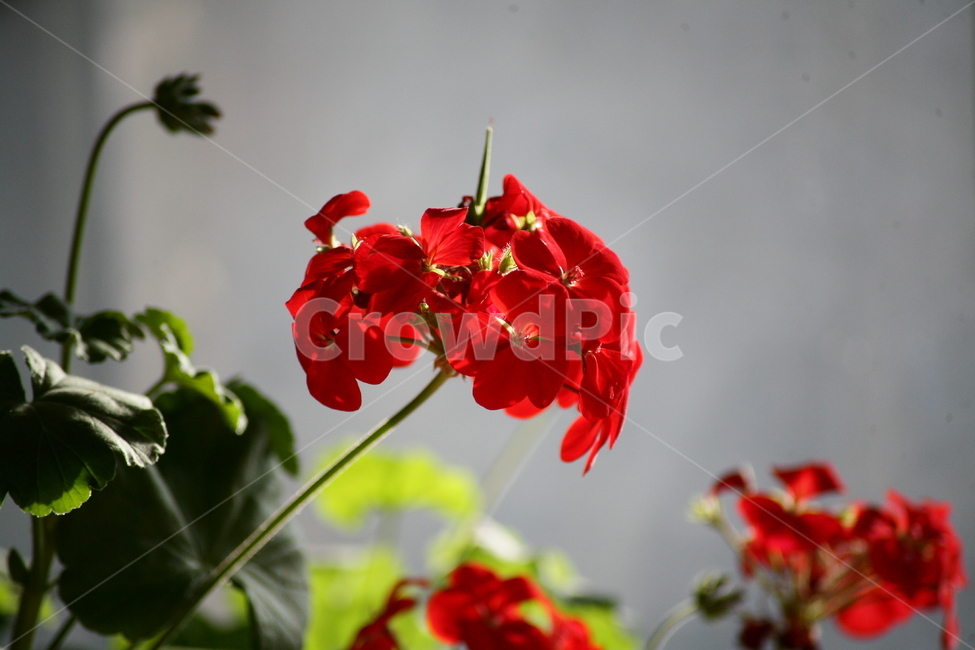 꽃,식물,화분,화초,취미,식물,자연,plants,nature,꽃,flower