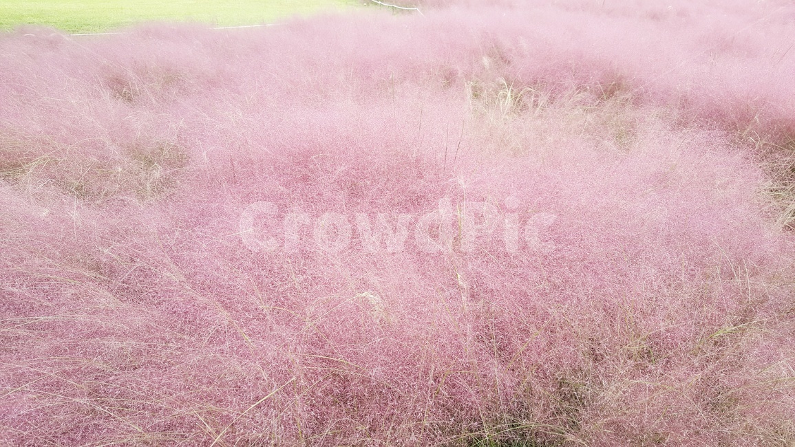 핑크뮬리,식물,가을,들판,분홍식물,식물,자연,plants,nature