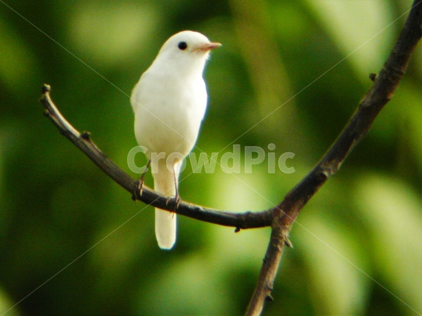 흰딱새,딱새변종,알비노딱새,희귀종,솔딱새과,텃새,야생조류,동물,animal,조류,새,birds