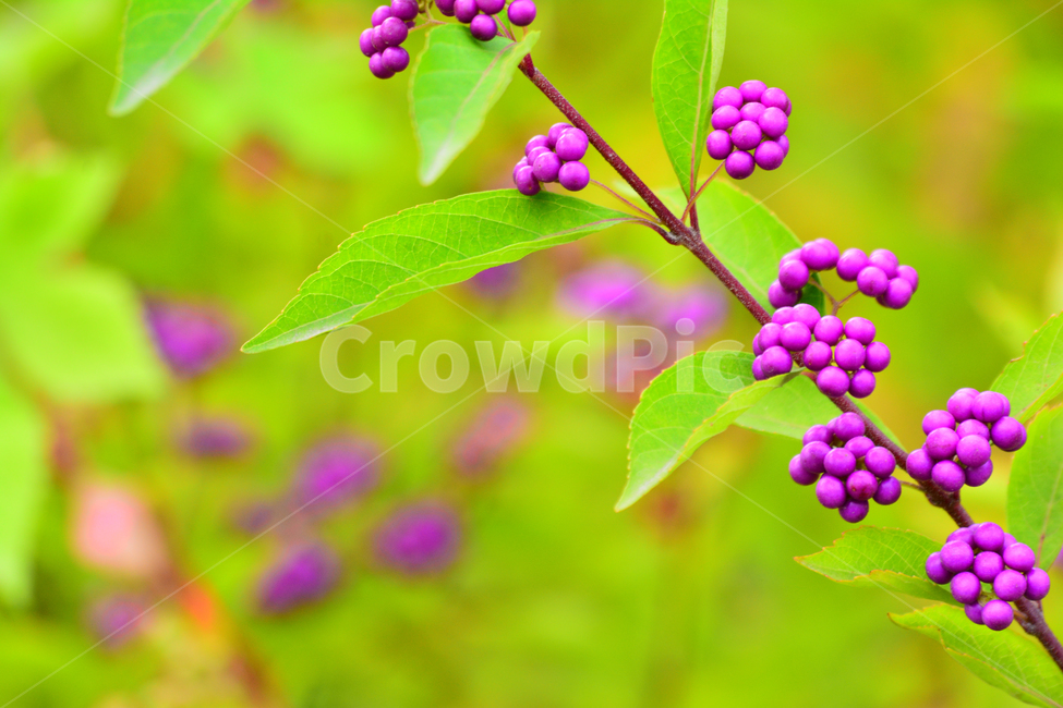 나무열매,보라색,열매,작살나무,좀작살나무,가을열매,예쁜,퍼플,나무,식물,plants,purple,violet,자주색,작은,초가을,바이올렛,다닥다닥,식물,자연,plants,nature,과일,열매,fruit