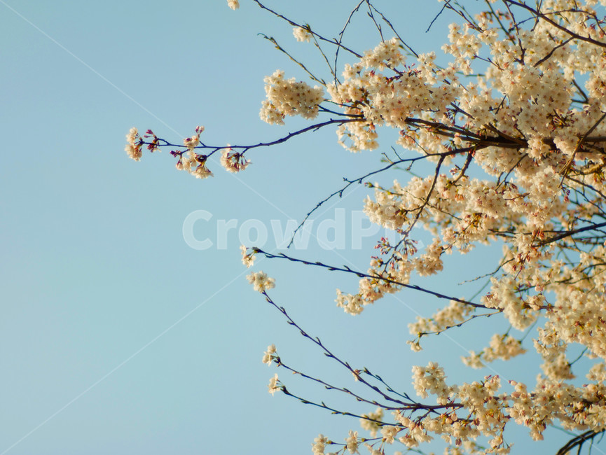 plant,식물,blossom,꽃,flower,핑크,pink,봄,spring,푸른하늘