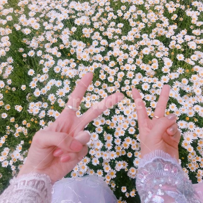 들꽃,계란꽃,봄꽃,봄,우정,우정반지,브이,친구,식물,자연,plants,nature,꽃,flower,신체일부,몸,body,친구,우정,friendship,companion