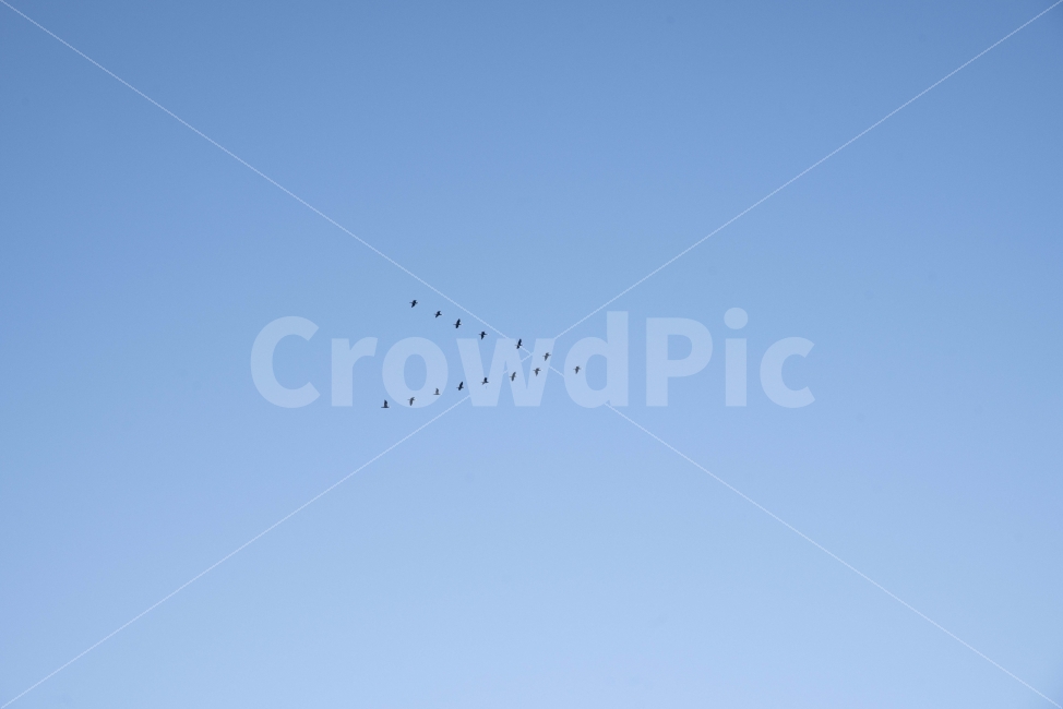 하늘,새,철새,비행,푸른하늘,동물,animal,조류,새,birds