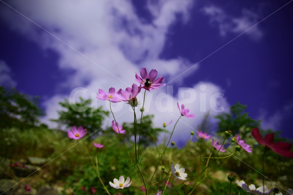 가을,하늘,코스모스,결실,구름,바람,가을,계절,fall,autumn,season,식물,자연,plants,nature,꽃,flower,blossom,geranium,제라늄,plant