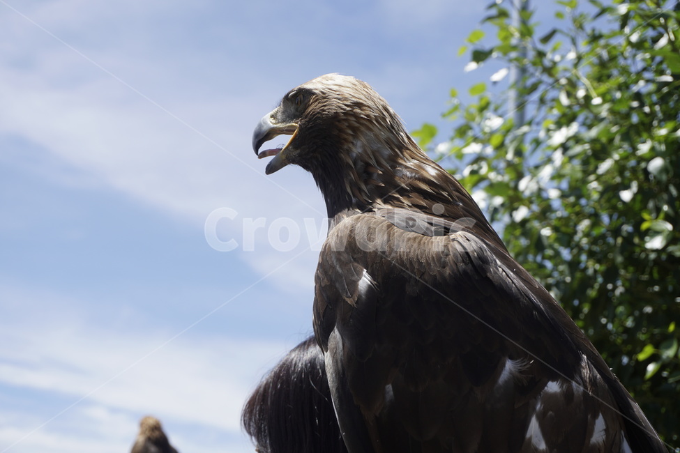 eagle,animal,동물,새,bird,독수리