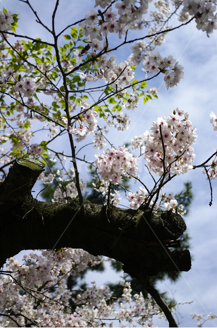 벚꽃,나무,봄,꽃,식물,flower,봄,계절,spring,season,식물,자연,plants,nature,꽃,flower,plant,blossom