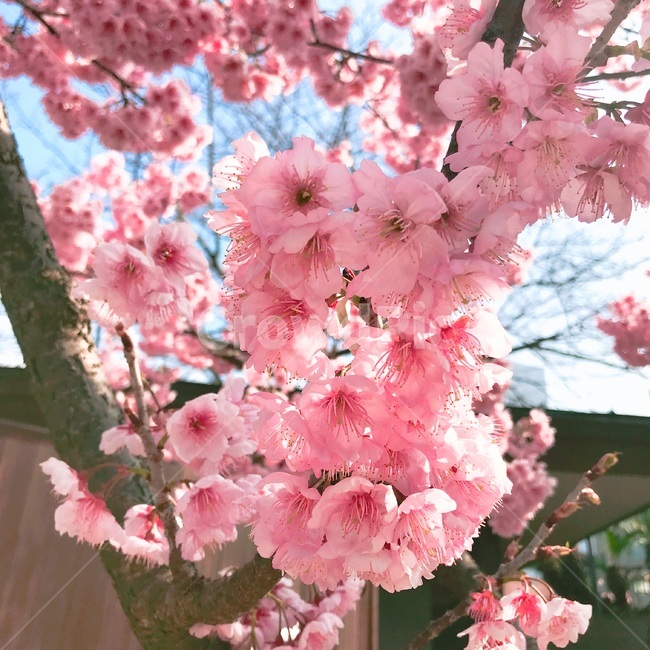 꽃,벚꽃,spring,cherryblossom,flower