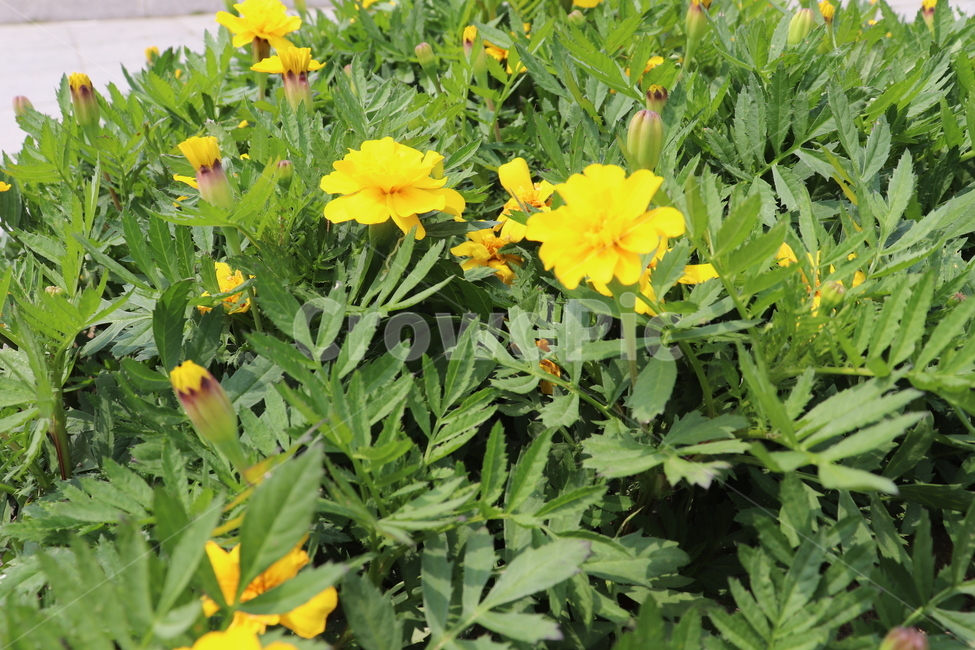plants,봄꽃,yellowflower,노란꽃,식물