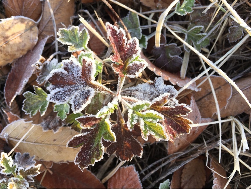 겨울,한파,추위,서리,식물,겨울,계절,winter,season,식물,자연,plants,nature
