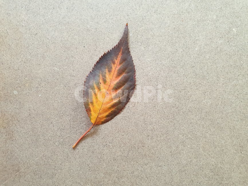 leaf,fallenleaves,maple,단풍,낙엽,잎,잎사귀,감잎,가을,나뭇잎,나무잎,분위기,배경,가을,계절,fall,autumn,season,식물,자연,plants,nature