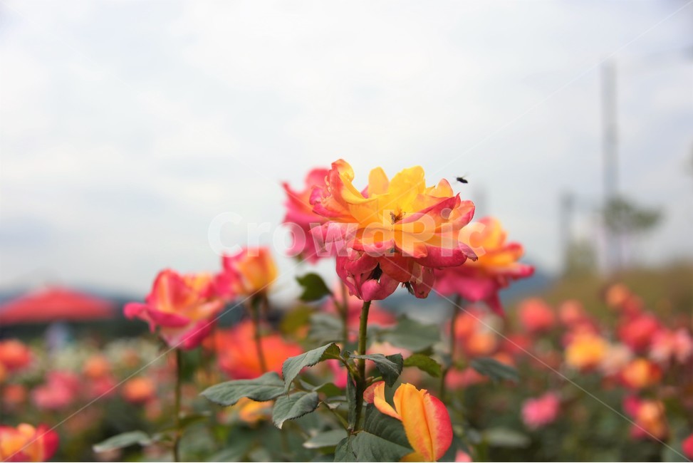 양주나리공원,꽃밭,식물,본홍,노랑,꿀벌,식물,자연,plants,nature,꽃,flower