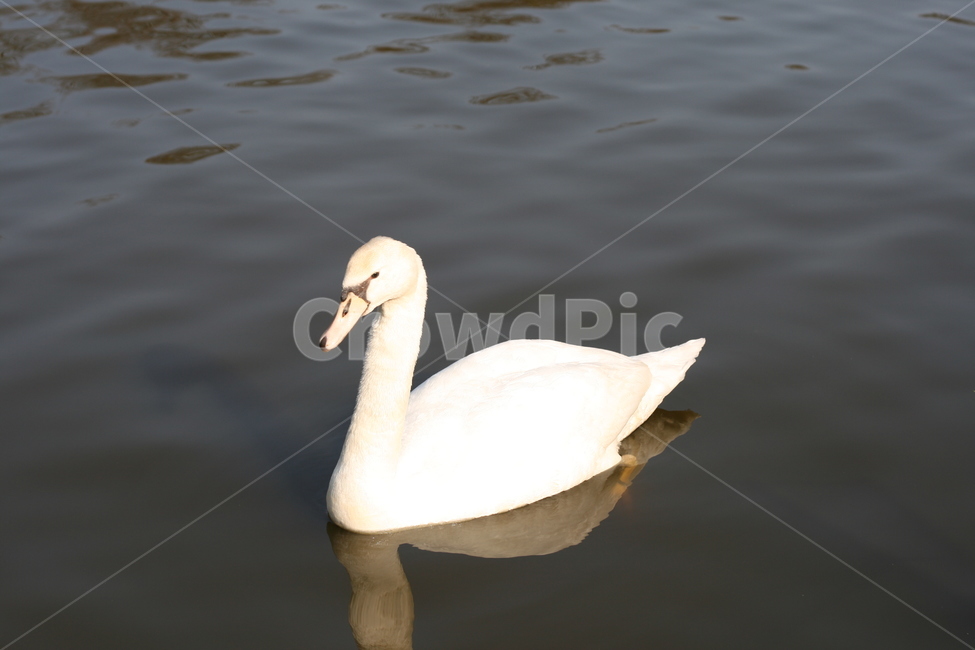 백조,swan,새,bird,animal,동물,동물,animal,조류,새,birds