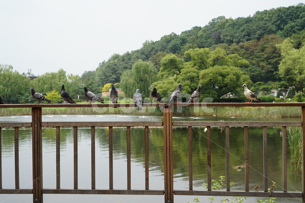 비둘기,난간,공원,호수,공원풍경,공원호수,dove,pigeon