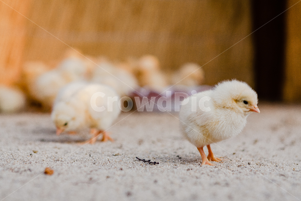 병아리,치킨,동물,노랑,병아리가족,동물,animal,조류,새,birds