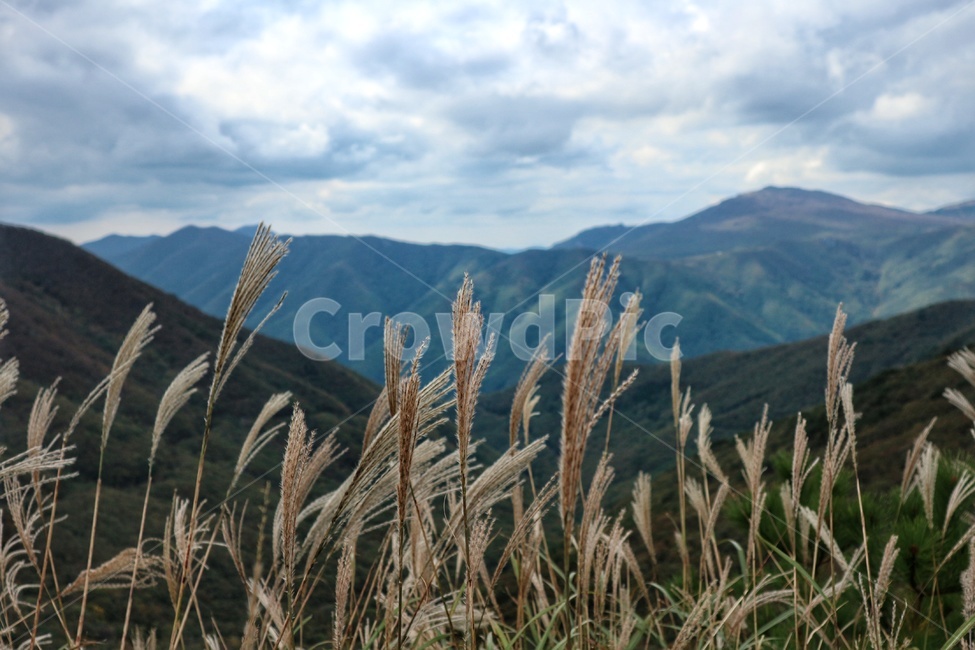 억새,산,가을,신불산,reed,가을,계절,fall,autumn,season,grass,잔디,plant,식물